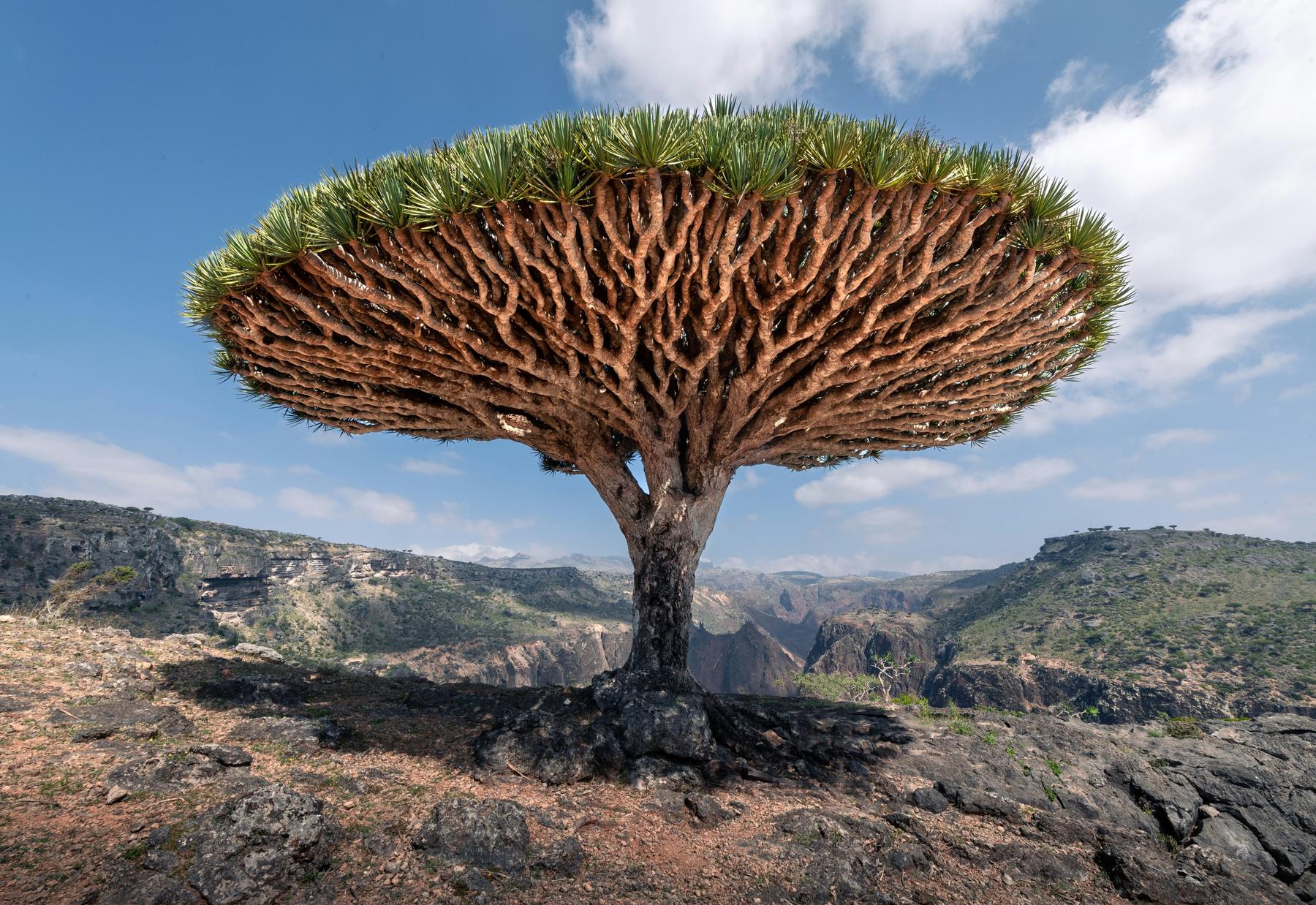 The coastline of Socotra
